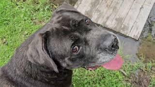 Try Talking to my Dogs in the Park. Cane Corso Life