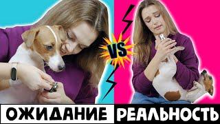 ЖИЗНЬ С СОБАКОЙ  ОЖИДАНИЕ VS РЕАЛЬНОСТЬ