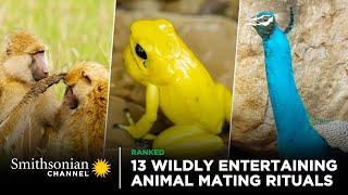 13 Wildly Entertaining Animal Mating Rituals  Smithsonian Channel