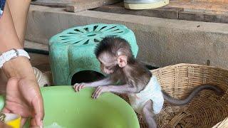 Little Baby Tobai Sit In Basket Looking Mom Cleaning Glass