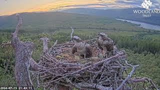 Louis returns to the Loch Arkaig Osprey nest and teases Dorcha by bringing sticks 15 Jul 2024