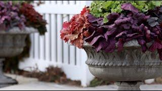 I Planted an Over-the-Top Heuchera Planter  Garden Answer