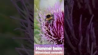 Hummel sammelt auf dem Hochfelln 1670m Blütenstaub