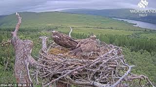 Another mating attempt by Louis the Loch Arkaig Osprey then he & Dorcha do some nestwork 13 Jul 2024