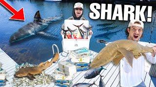 Catching TONS of SHARKS At SALTWATER DOCK Using 1000 LBS of DEAD Fish