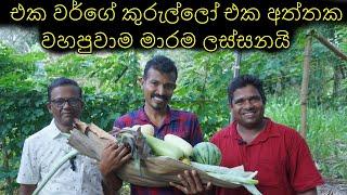 Home gardening Home gardening Organic gardening Organic ගෙවතු වගාව gewathu wagawa kabanika