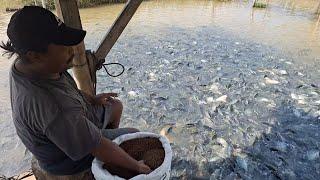 KEREN BUDIDAYA IKAN NILA BARU 2BULAN SUDAH BESAR-BESAR IKAN NYA