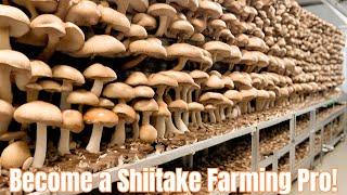 Crack The Code Mastering The Art Of Shiitake Mushroom Farming