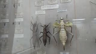 Зоологической музей СПб 2 этаж насекомые