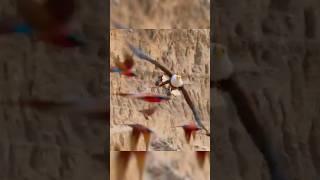  Eagle Catches Prey In Flight Carmine Bee-Eater #shorts