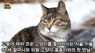 고등어 태비 코숏 고양이를 좋아하시는 90세 마을 할머니와 총총이와의 첫 만남