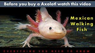 Mexican Walking Fish - Axolotl  Knowing Caring and Breeding