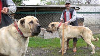 KASTAMONUDA 1.METRELİK DEV ANADOLU ÇOBAN KÖPEĞİ BENİ KENDİNE HAYRAN BIRAKTI  DEV KANGAL KÖPEKLERİ