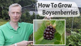 How To Grow Boysenberries  - Boysenberries Are A Raspberry Blackberry Cross With A Superb Flavour