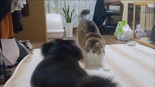 猫が伸び～を途中で邪魔されたらこうなりました【保護猫／ダックス】