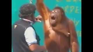 orang utan main sulap lucu