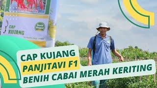 BENIH CABAI MERAH KERITING TAHAN VIRUS DARI CAP KUJANG