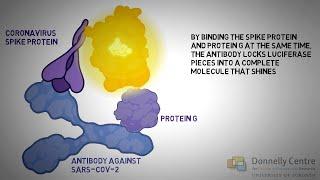 Introducing A rapid sensitive test for detection of antibodies against SARS-CoV-2