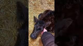 Sweet heifer calf ️