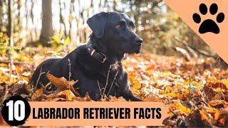 The 10 surprising facts about Labrador retrievers