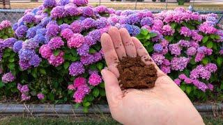 Sprinkle THIS on the ground around the hydrangea. It will bloom like crazy