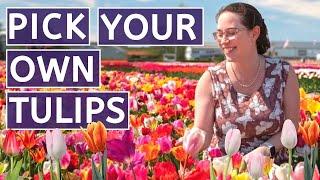  The BEST WAY to see Dutch Tulip Flower Fields near Keukenhof and Amsterdam