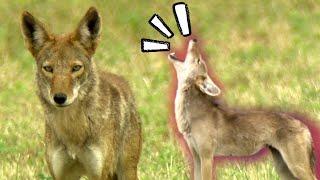 Coyote Pack Howls for 8 Minutes Straight *Coyote Sounds & Behavior*