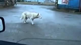 Funny Dancing Dog Video Youtube Dancing Dog