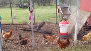 Chickens at Gogos house