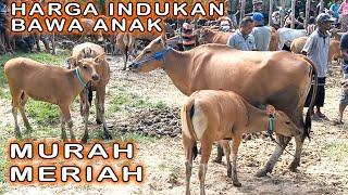 8 JUTAAN  HARGA BABON SAPI BALI BAWA ANAK  Indukan Sapi Bali