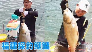 Fujian reservoir 20-30kg silver carp  bighead carp rods bent  fish overflow Tianyuan Deng