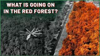 The Red Forest of Chernobyl - The Zone part 4  Chernobyl Stories