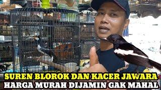 JALAK SUREN BLOROK DAN KACER JAWARA CALON JUARA HARGA JUARA MURAHNYA KIOS MANTO PASAR BURUNG PRAMUKA