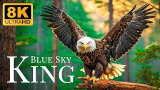 King Blue Sky 8K ULTRA HDAnimals Relaxing Soft Piano Music