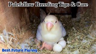 Pale fallow Opaline Breeding Care & Tips