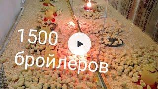 бройлер 1500 штвыращивание бройлеровбройлер как бизнес