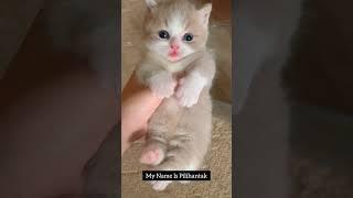 ANAK KUCING LUCU DAN MENGGEMASKAN DI TAMBAH SUARA YANG SANGAT IMUT TAMBAH GEMES MEMGGEMPARKAN DUNIA