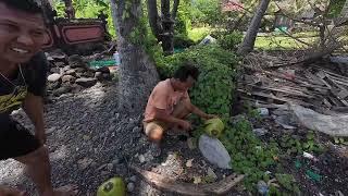 Local Village man CLIMB Coconut Tree for Jamaican Girls Bali Indonesia 