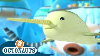 Octonauts - The Arctic Narwhal  Full Episode 20  Cartoons for Kids  Underwater Sea Education