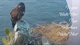 Toyon Visits Her Two Harbors Natal Nest  Explore.org 8.15.21