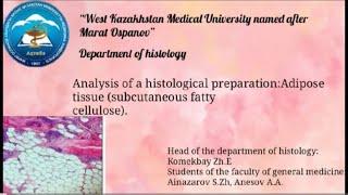 Analysis of a histological preparation Adipose tissue subcutaneous fatty  cellulose.