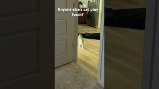 CAT LOVES FETCH #cats #fetch #music #hiphop #trending #music #funny #clean #smart