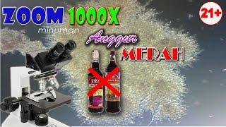 ZOOM 1000X MINUMAN ANGGUR MERAH AMER II RED WINE UNDER MICROSCOPE