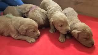 Cutest Newborn Baby Puppies Rushing To Their Moms Nipples For Milk and Nursing Nonstop  Cute Pups