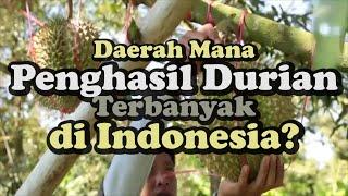 Durian  Di Daerah Mana Penghasil Durian Terbanyak di Indonesia?