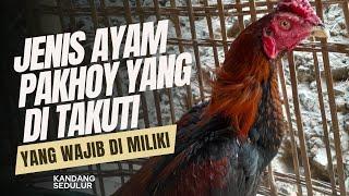 Jenis ayam pakhoy yang di takuti