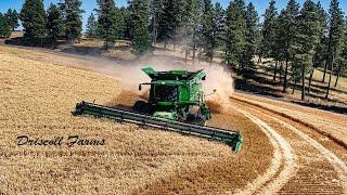 Wheat Harvest on the Palouse