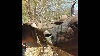 compartiendo punta de caña con este torito yir