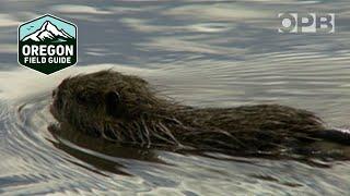 What are nutria and why are they a problem?  Oregon Field Guide