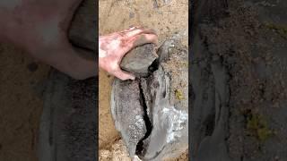 Large Fossil within HUGE Stone